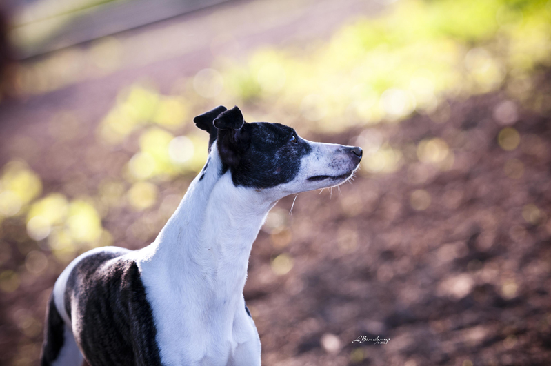 Empress Reign du domaine de la Poiri�re