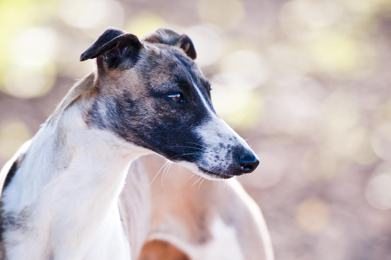 Fawna Wish Upon A Star