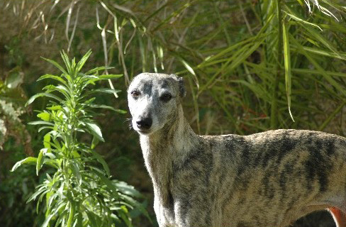Romane de l'Arc en Ciel � Nageoires