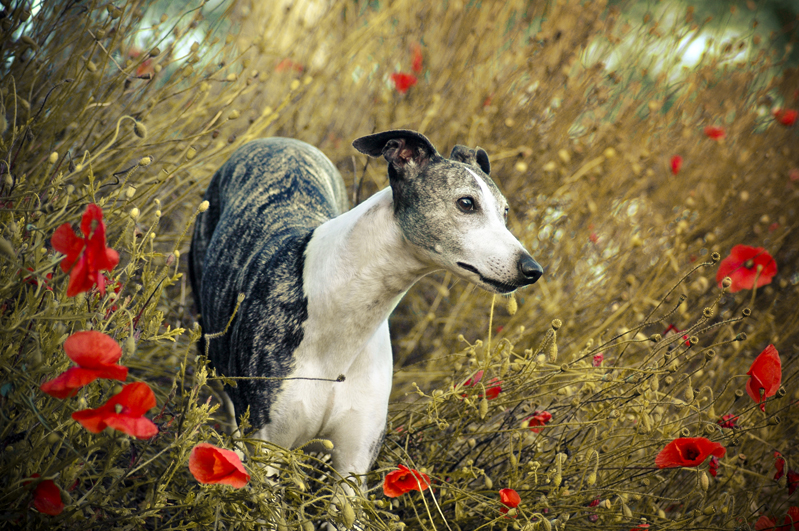 Unamie de l'Echo dans la Nuit
