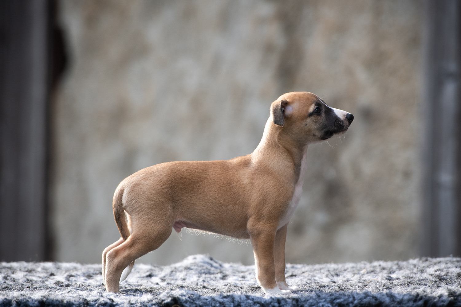 Whippet chiots domaine de la poiriere vienne 86