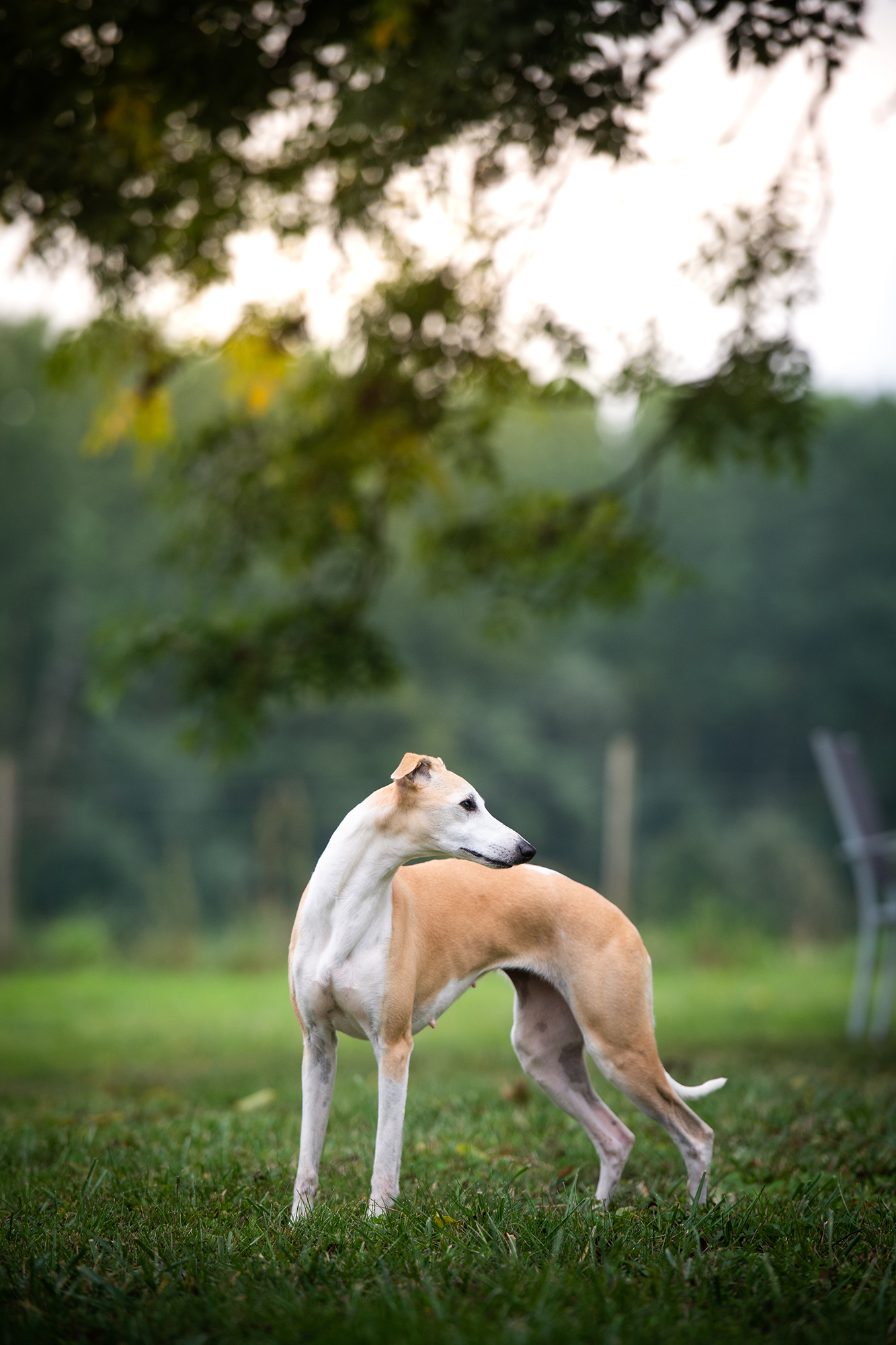Red Cardinal Endorphine