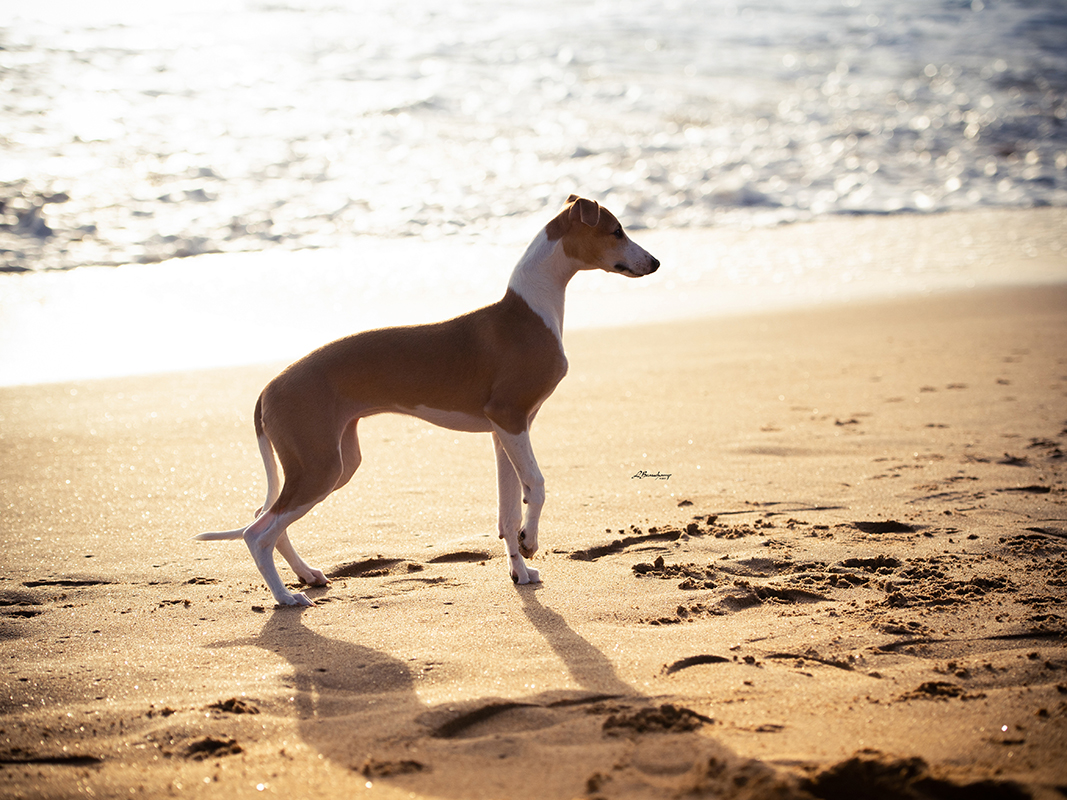 Red Cardinal Endorphine