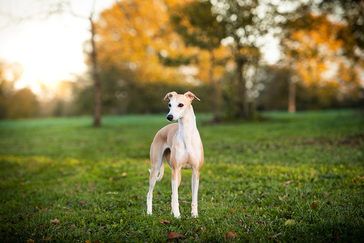 Red Cardinal Endorphine
