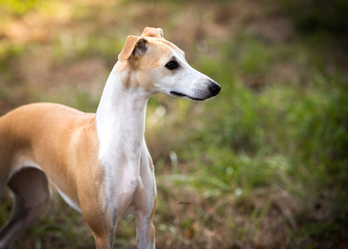 Red Cardinal Endorphine