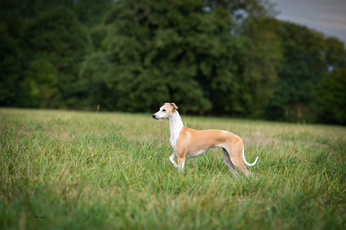 Red Cardinal Endorphine