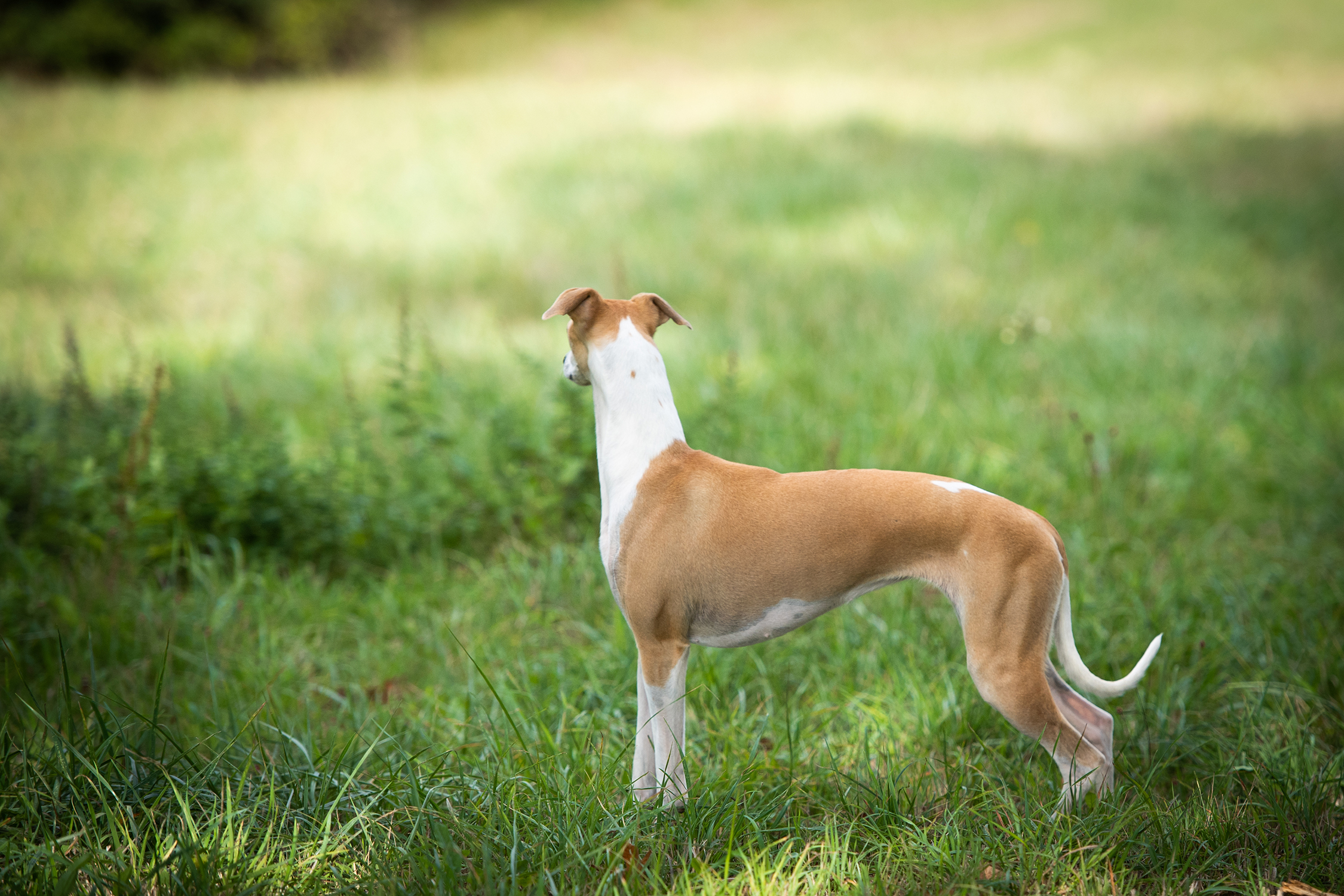 Red Cardinal Endorphine