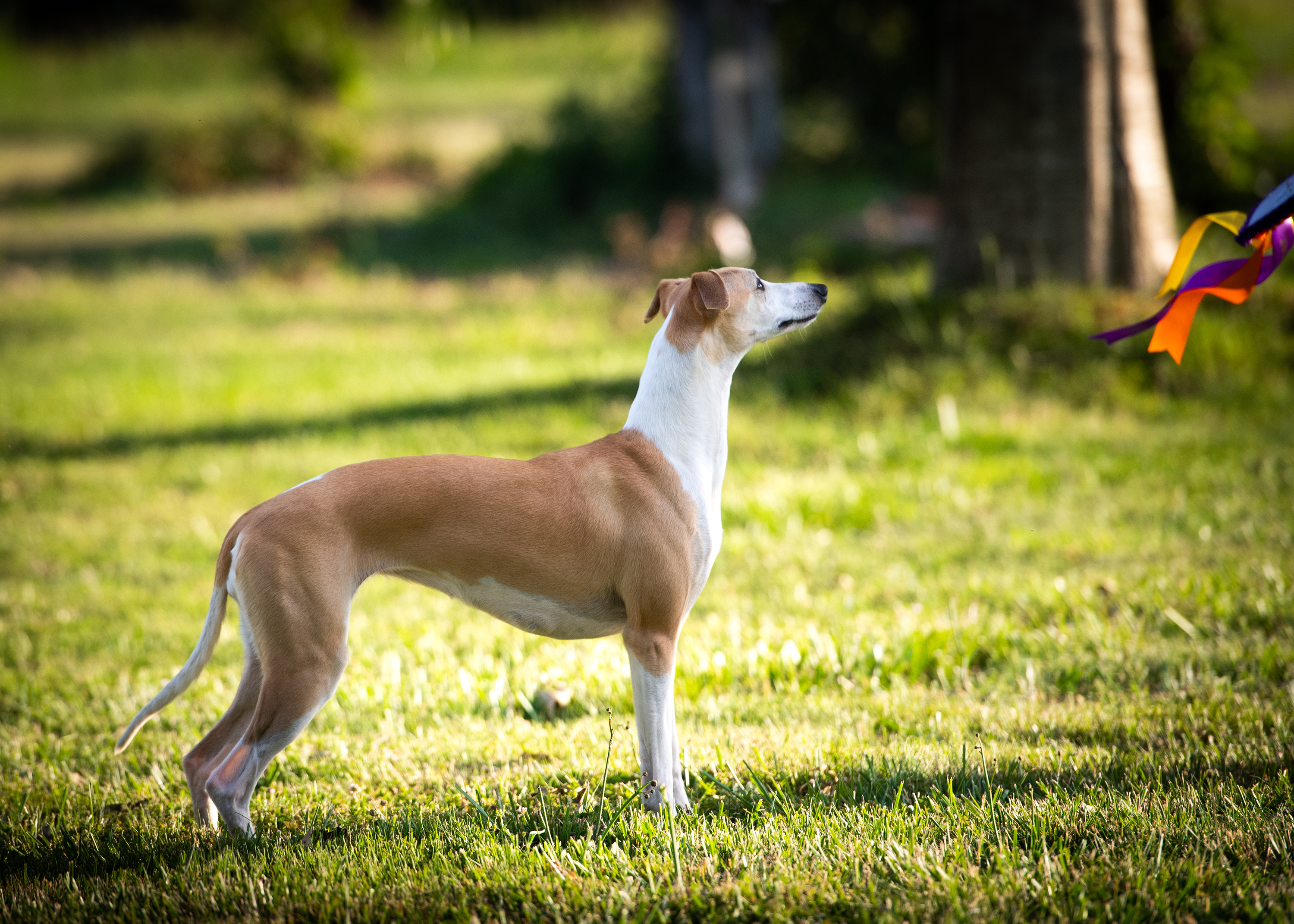 Red Cardinal Endorphine