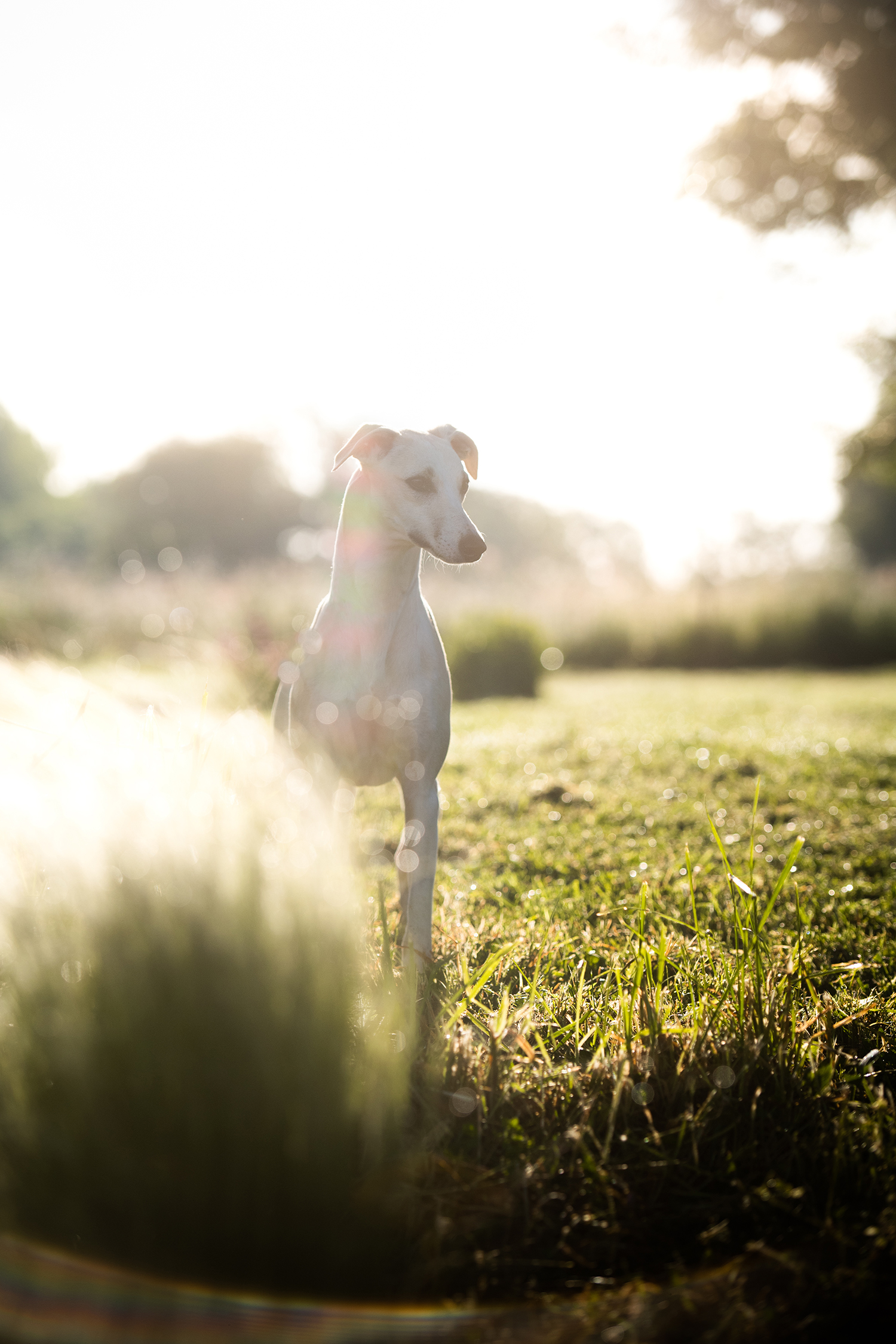 Ulla Heels Sensation